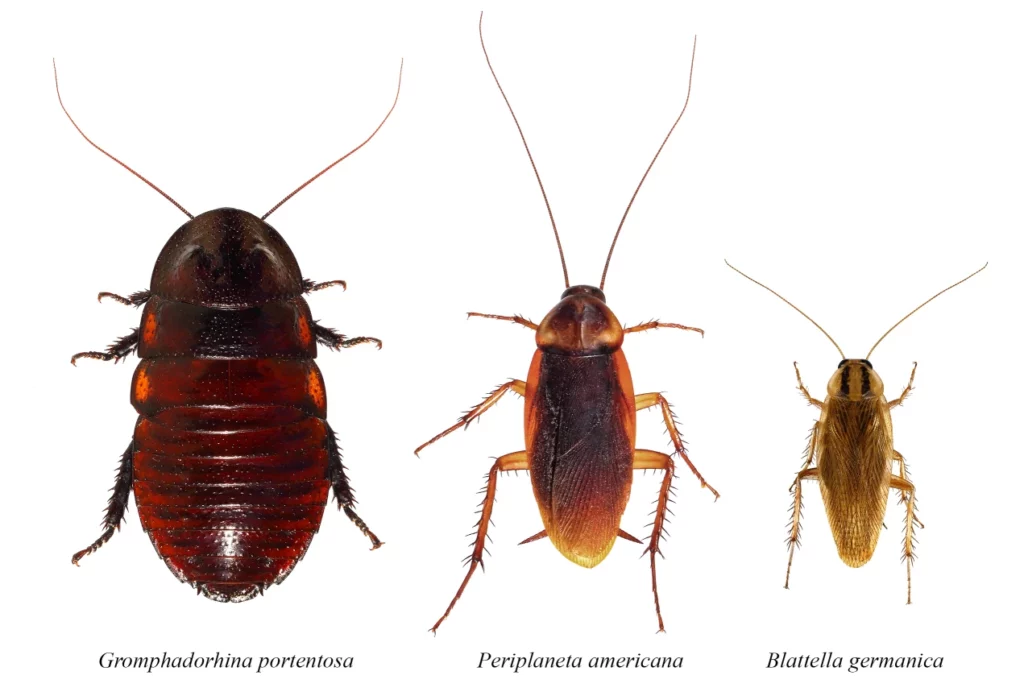 cockroach-control-pests