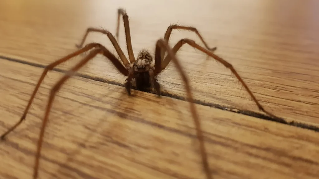 spider-control